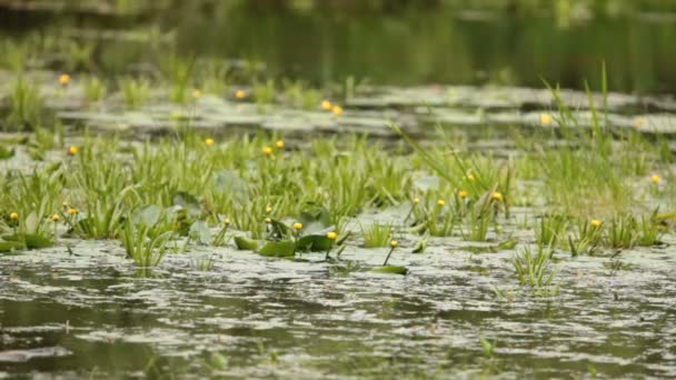 黄色的水百合花 不可逾越的沼泽 — 图库视频影像