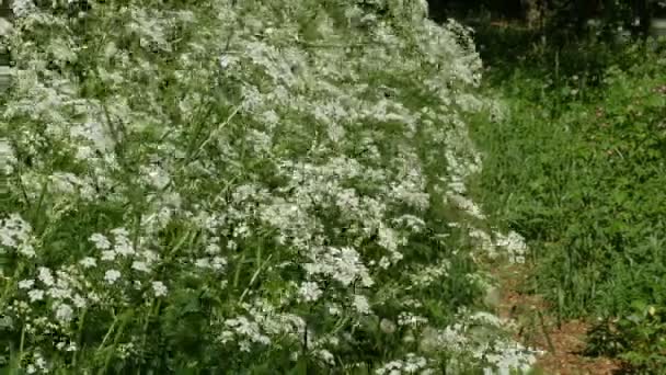 Blooming Hemlock Thickets Edge Forest Poisonous Plant Panorama — Stock Video