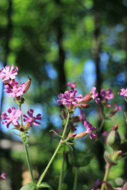  Yabani çiçekler Silene dioica