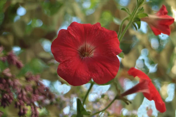 Nagy szirmok vörös petúnia virág — Stock Fotó