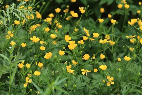 Yellow flowers wild growing buttercup — Stock Photo, Image