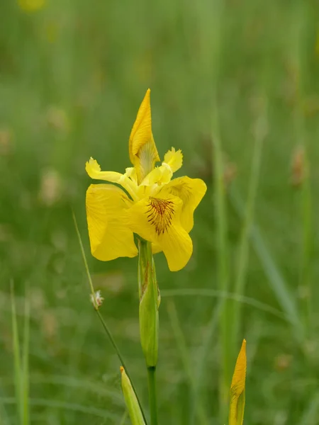 Yellow flower Iris pseudacorus — Stock Photo, Image