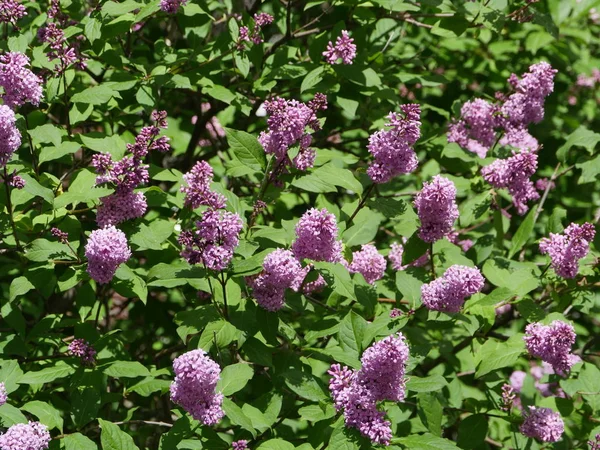 Geurige Bladeren Bloemen Lila Hebben Helende Eigenschappen — Stockfoto