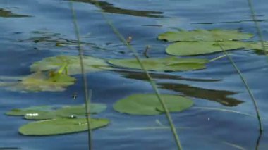 sarı nilüfer çiçekleri, nuphar lutea, gölün yüzeyinde yakın, hareket kamera