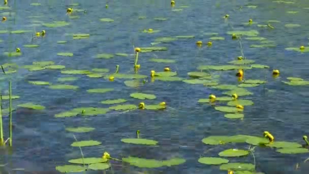 Lírios Água Amarelos Balançando Superfície Lago Não Profundo — Vídeo de Stock