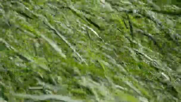 Ein Starker Wind Bläst Schüttelt Grüne Schilfhalme Aus Nächster Nähe — Stockvideo