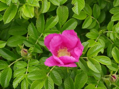 büyük pembe çiçek Kuşburnu yakın