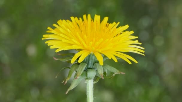 Petals Yellow Dandelion Flower Close Have Healing Properties — Stock Video