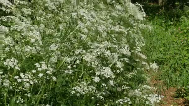 Viento Balanceándose Plantas Cicuta Florecientes Planta Venenosa — Vídeos de Stock