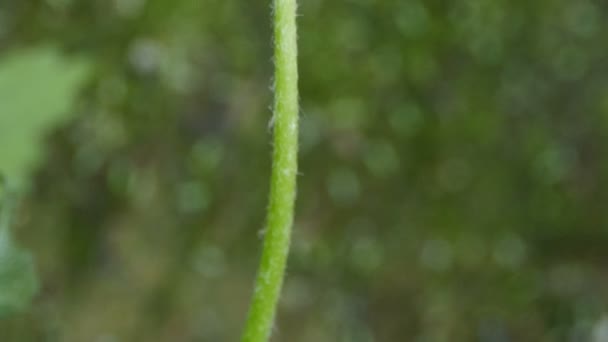 Gelbe Löwenzahnblüte Nahaufnahme Von Unten Nach Oben — Stockvideo