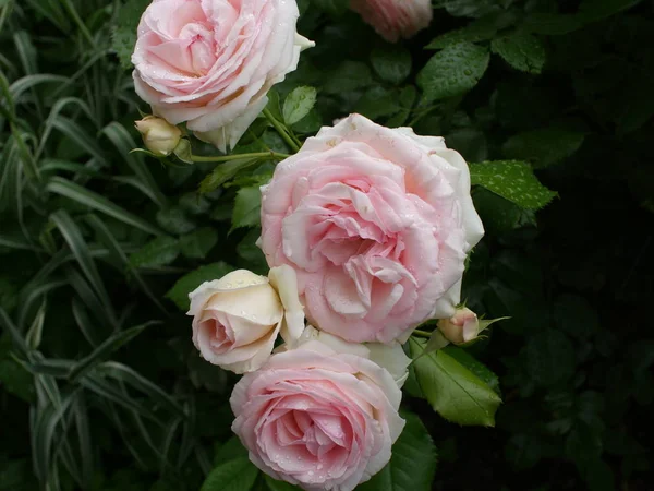 Rosa Weiße Rosen Tau Auf Rosenblättern — Stockfoto