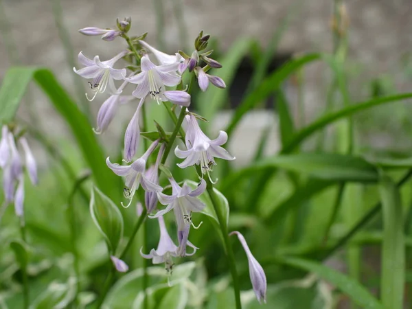 Virágok Illatos Útifű Liliom Vagy Hosta Plantaginea — Stock Fotó