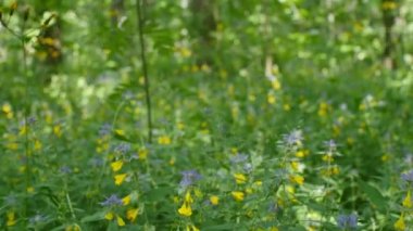 Sarı ve mor Melampyrum nemorosum bracts mavi ve sarı corolla, yukarıdan aşağıya panorama