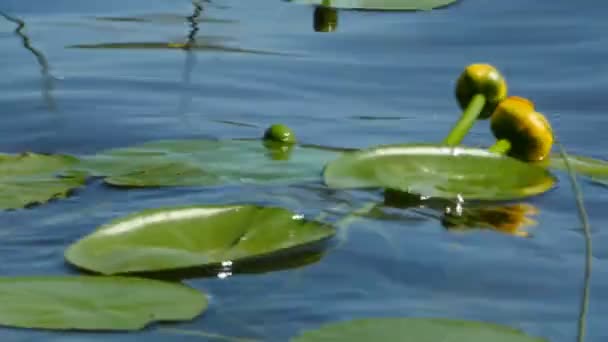 Fleurs Nénuphar Jaune Sur Eau Bleue Près — Video