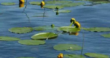 yakın mavi su üzerinde çiçek sarı nilüfer