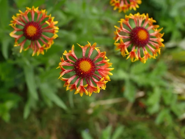 Gaillardia Flor Vermelho Amarelo Com Cabeças Brilhantes Perto — Fotografia de Stock