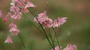 pembe çiçekler Aquilegia vulgaris alan sığ derinliğe yakın