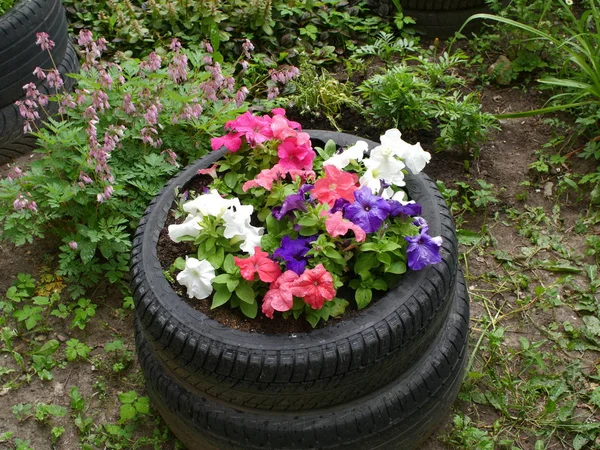 花盆的旧轮胎与花瓣开花 — 图库照片