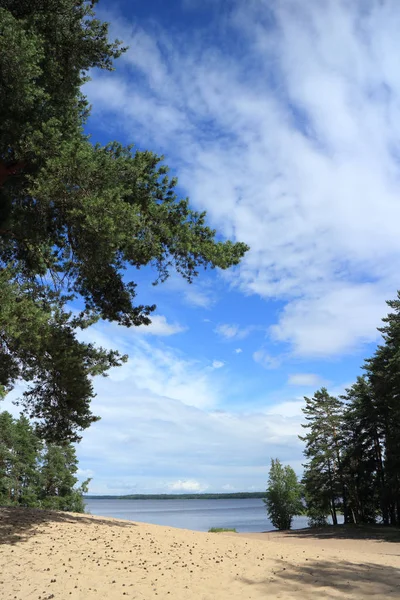 Pins sur le rivage d'un lac forestier — Photo