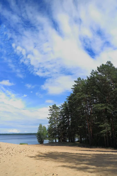 Берег лесного озера — стоковое фото