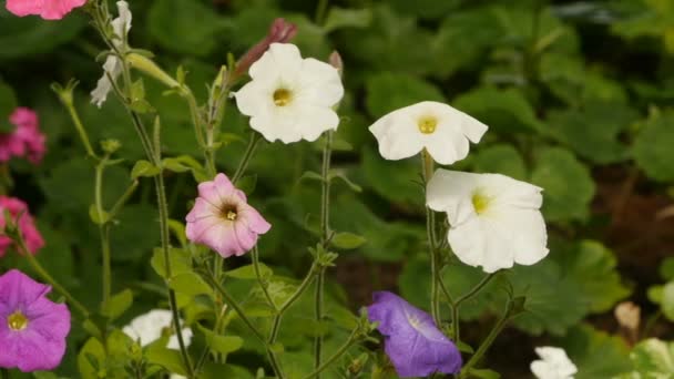 Petunia Kwiatów Ogrodzie Blisko Panorama — Wideo stockowe