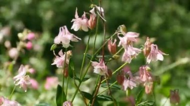 çiçekler Aquilegia vulgaris rüzgarda sallanan yakın
