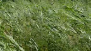 güçlü rüzgar sallar ve yeşil sapları sazlık virajlar