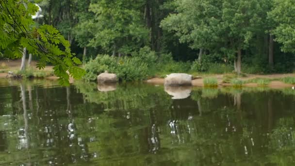 Paisaje Escénico Bosque Verde Reflejado Lago — Vídeos de Stock