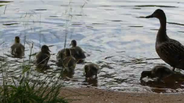 Nehir Kıyısında Küçük Kabarık Ördek Yavrusu Ile Yaban Ördeği — Stok video
