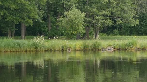 Beau Paysage Forestier Reflété Dans Eau Calme Lac Ralenti — Video