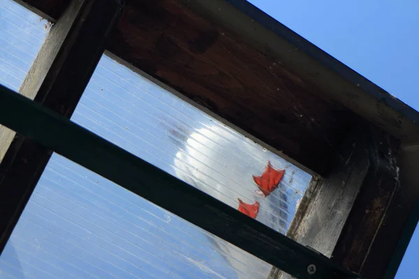 Red webbed paws of a seagull overhead — Stock Photo, Image