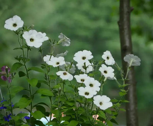White petunia flowers — Stock Photo, Image