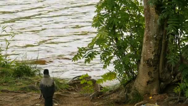 Γκρίζο Κοράκι Περπατά Δίπλα Στο Ποτάμι — Αρχείο Βίντεο