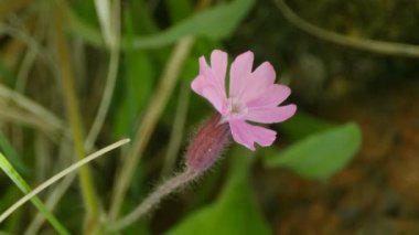 Yabani çiçekler Silene dioica yakın