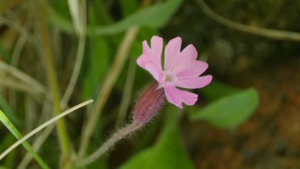 野生の花シレンジオイカ近くに — ストック動画