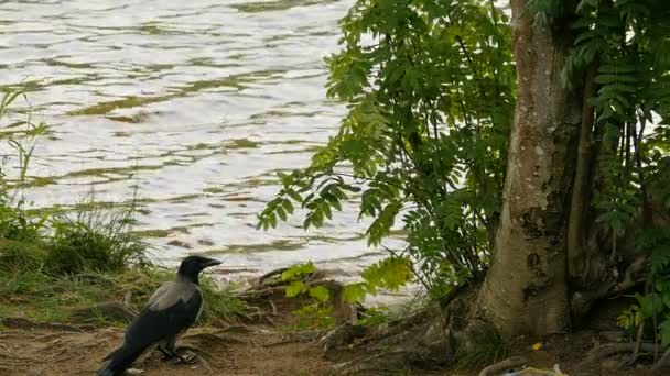 Gray Raven Står Vid Floden Och Tittar Noga — Stockvideo
