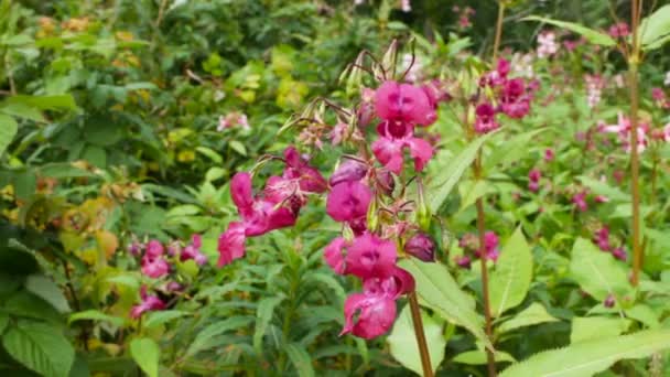 Dzikie Kwiaty Himalayan Balsam Blisko — Wideo stockowe