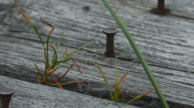 hareket halindegri yıpranmış panoları kamera paslı çivi keskinleştirme kapakları