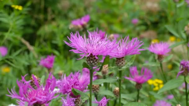 Wild Flowers Common Knapweed Close — Stock Video