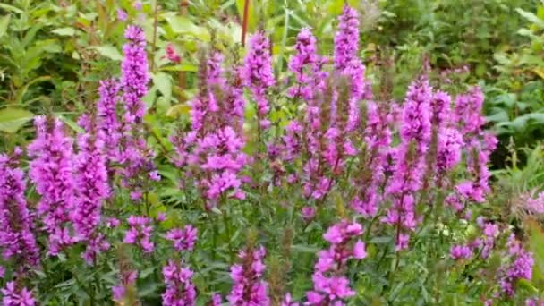 Lythrum Salicaria Wildblume Blüht Aus Nächster Nähe — Stockvideo