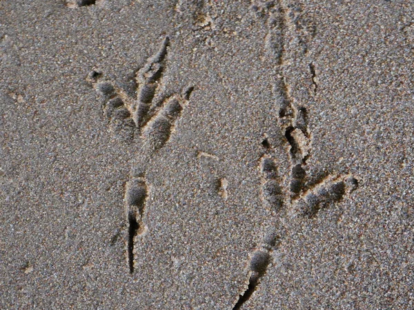 Footprints Birds Sand Closeto — Stock Photo, Image