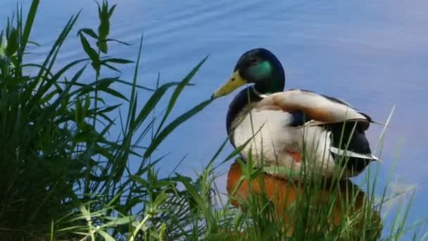 Mallard Дрейк Купаючись Сонці Близько — стокове відео