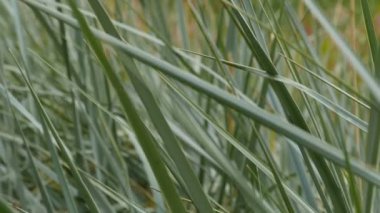 Ön planda cattail aşılmaz bataklık keskin yaprakları yukarı bakıyor