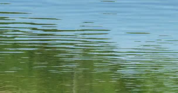 Groene Water Bos Reflectie Rivier Achtergrond — Stockvideo