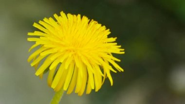 güneş gibi çiçek sarı karahindiba