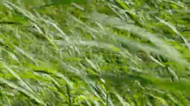 Вітер Зелений Шторм Фон — стокове відео