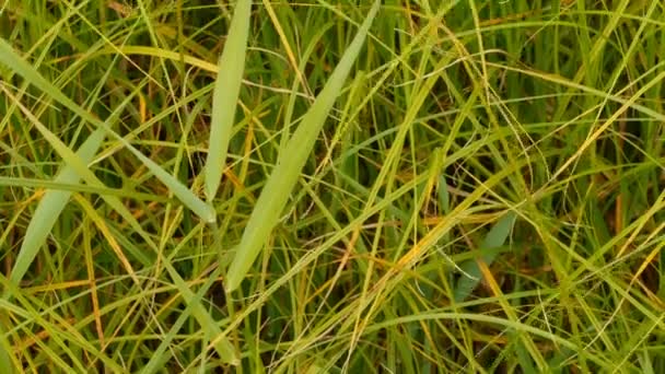 Groene Gras Planten Met Lange Bladen Weergave Van Een Bottom — Stockvideo