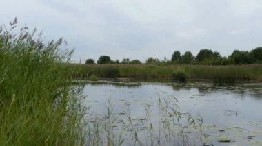 sazlık sulak ile büyümüş küçük göl, ördek avı için yer