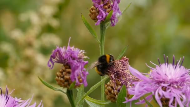Bumblebee Myje Jego Łapy Głowa Pyłek — Wideo stockowe