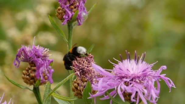 Bumblebee Flowers Drinks Nectar Slow Motion — Stock Video